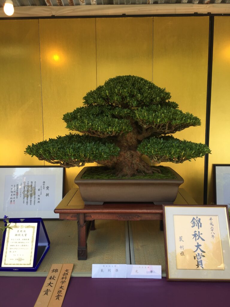bonsai