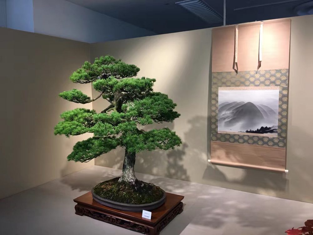 bonsai festival
