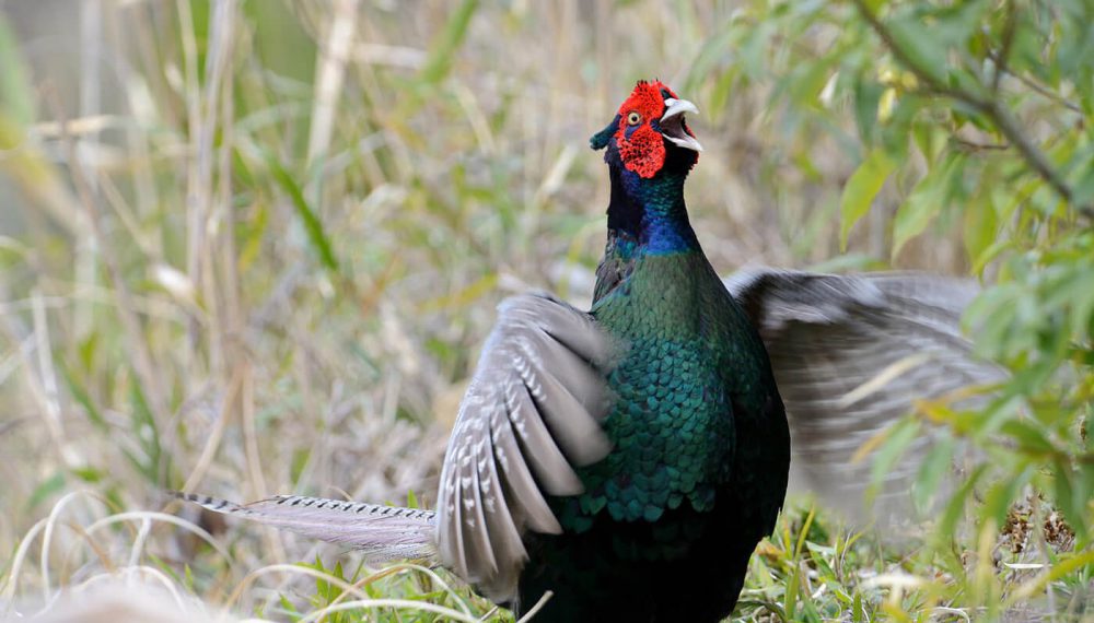 pájaro japones