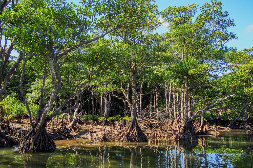 isla iriomote