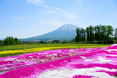 Niseko primavera