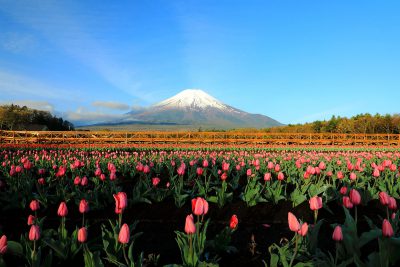 flores y Mt Fuji