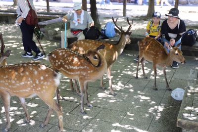 Miyajima