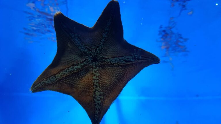 acuario Tokio