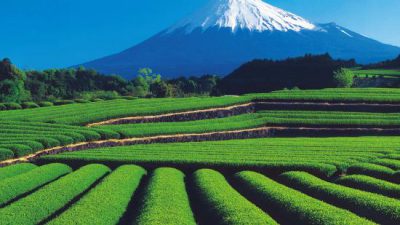 Shizuoka