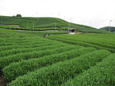 te verde en Shizuoka