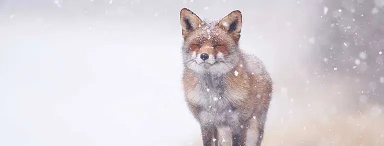 Aves y animales salvajes en el invierno de Hokkaido (6 días)