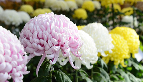 Flor nacional de Japón: el crisantemo | VIAJE A JAPÓN