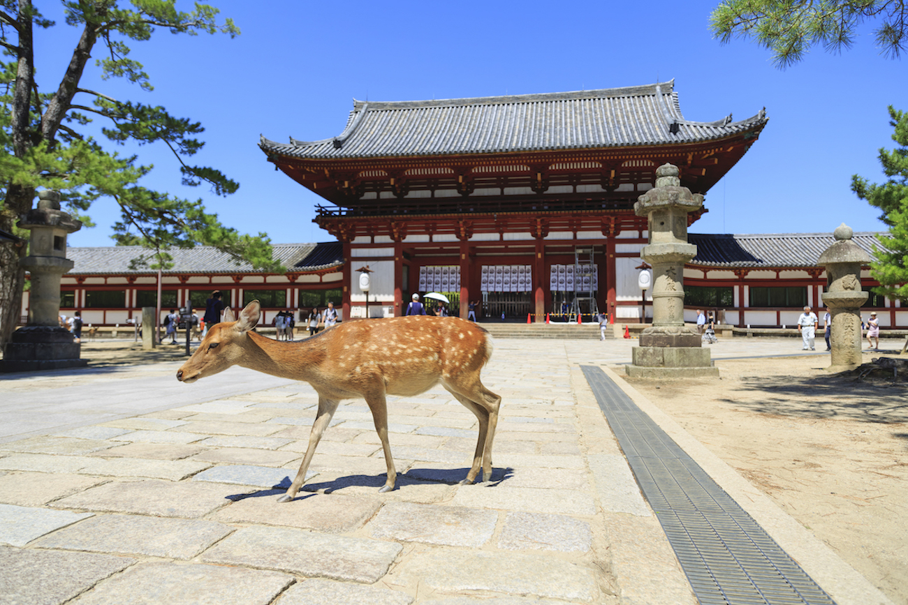 Donde va a visitar en Nara ?