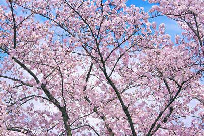 La primavera en Japón (Haru)