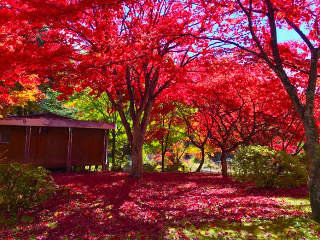 otoño en japon