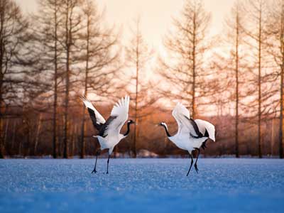 Aves y animales salvajes en el invierno de Hokkaido (6 días)