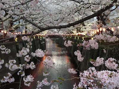 La flor Sakura (cerezo en flor)