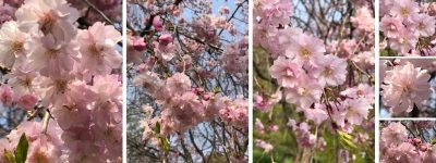 La flor Sakura (cerezo en flor)